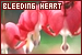 bleeding heart fan